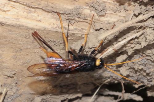 Réf. 286 327 : Urocerus gigas